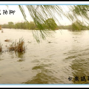 春风杨柳