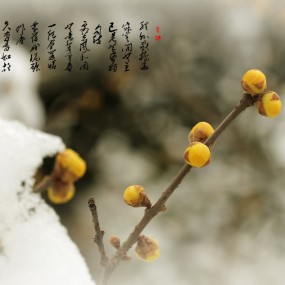 踏雪寻梅