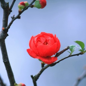 红色海棠花