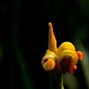 含苞欲放的黄昌蒲