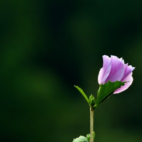 『荆树花』