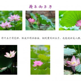 『荷花书签』
