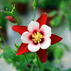 漏斗菜花