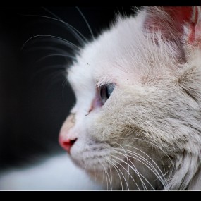 流浪的猫妈妈
