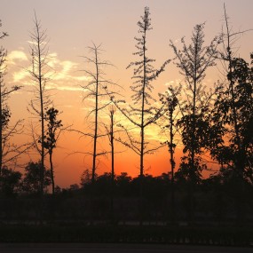 龙乡夕阳随拍