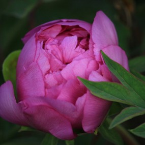 花魁