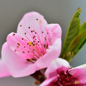枣岭村踏春