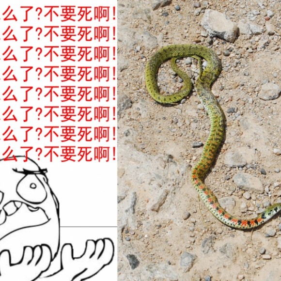 临潼的小麦地
