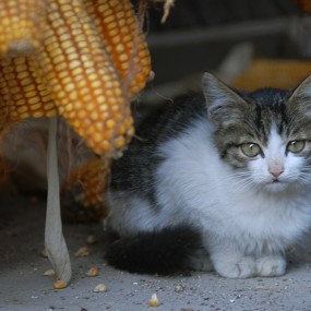看家猫