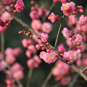 桃花闹春