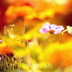 秋花烂漫