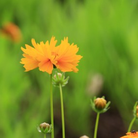路畔拾花