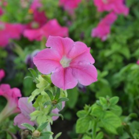 看到别人的，真没有勇气发了，哎，欢迎打击，谢谢，真心的