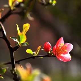院子里的花