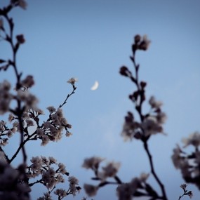 樱花开了