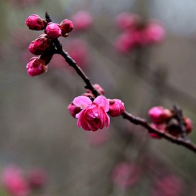 万像更新·梅花练习