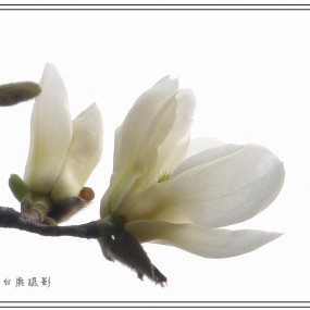 高调玉兰花