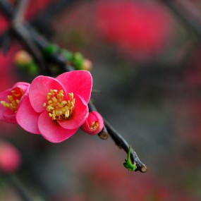 海棠迎春