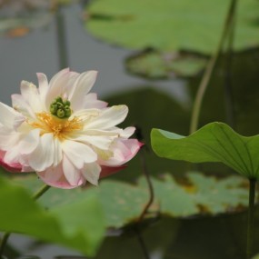 荷