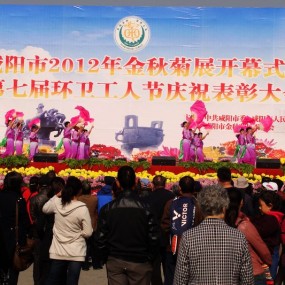 咸阳赏菊随拍