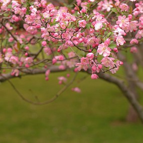 海棠花（1）