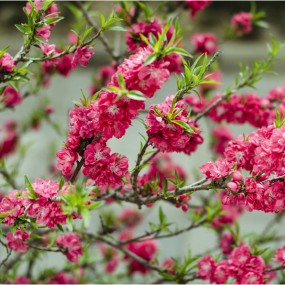 花开烂漫