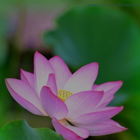 莲湖荷花