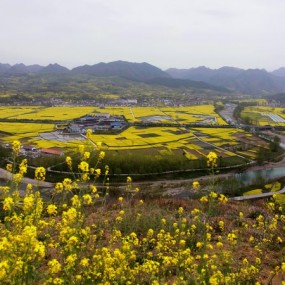 汉中油菜花开