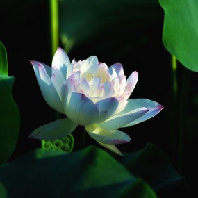 出水芙蓉