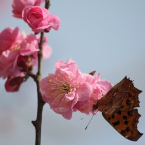 花开蝶来