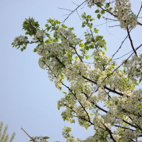 梨花压不住