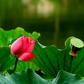 荷花