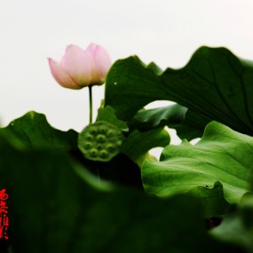 厦荷一一秋意