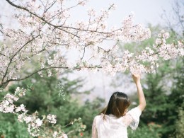 樱花抄