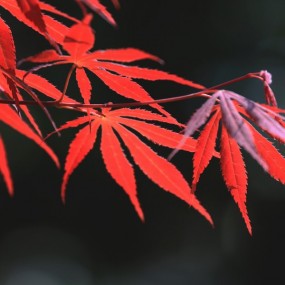 红枫树叶