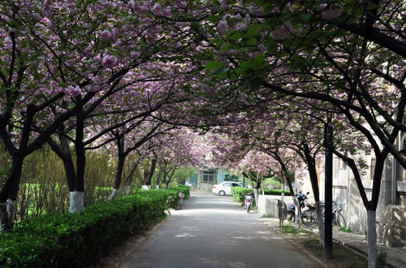 交大樱花季
