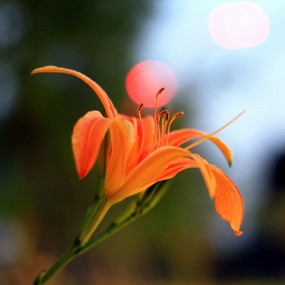 灯下花