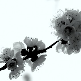 春花