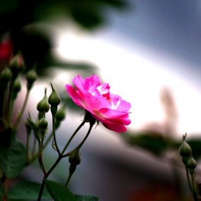 蔷薇花（续）