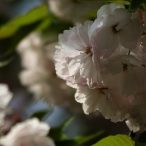 樱花时节