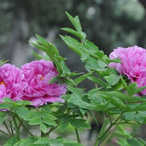 国花——牡丹