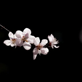 2016山桃花
