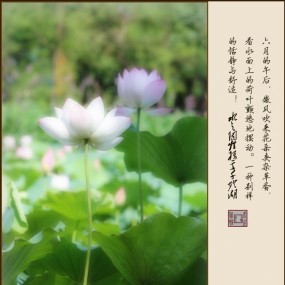 荷花