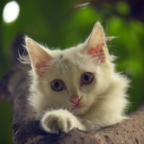 院子里一个师傅家的小猫咪