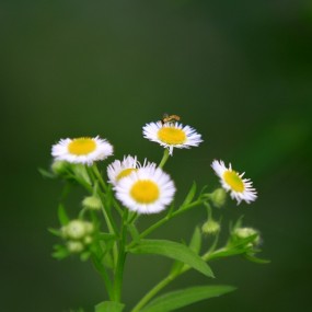 两朵野花