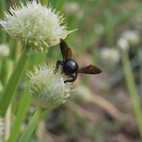 蜜蜂采花