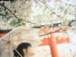桜の七日