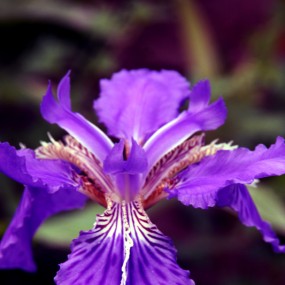 紫花