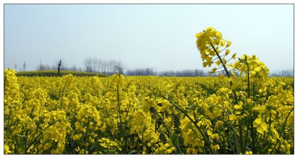 2011陕西汉中油菜花节时候随拍！