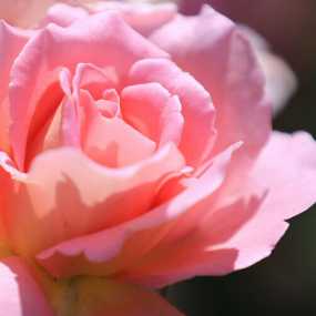 月季花